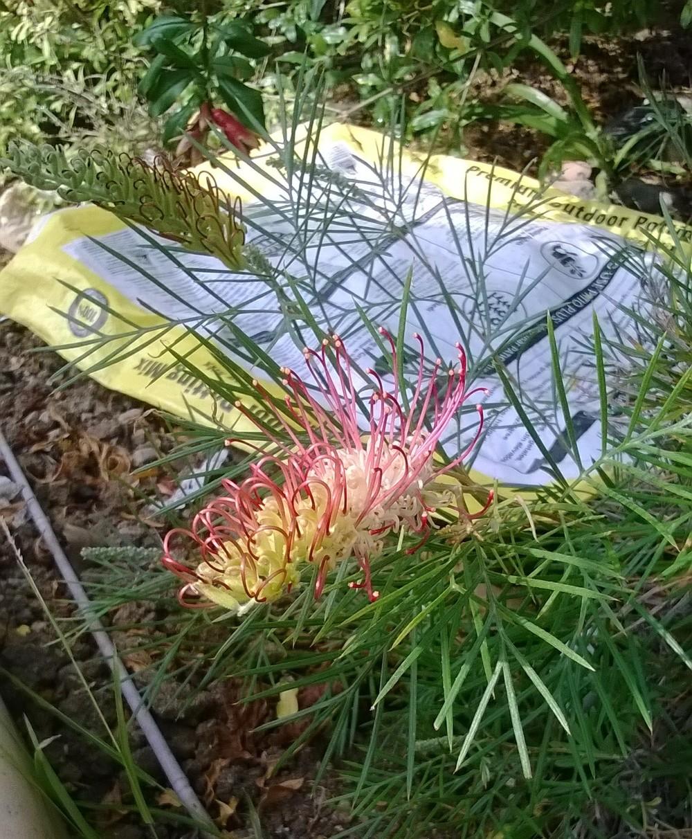 Grevillea 'Kings Rainbow'