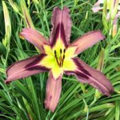 Location: My garden in Warrenville, SCDate: 2018-06-17