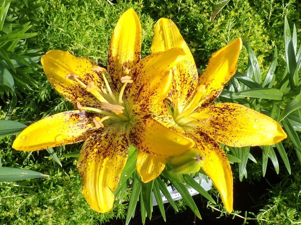 Lily (Lilium 'Tasmania') in the Lilies Database