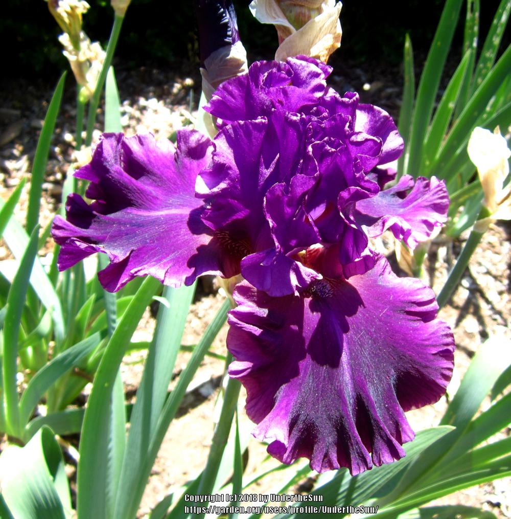 Photo of the bloom of Tall Bearded Iris (Iris 'Fine Wine') posted by
