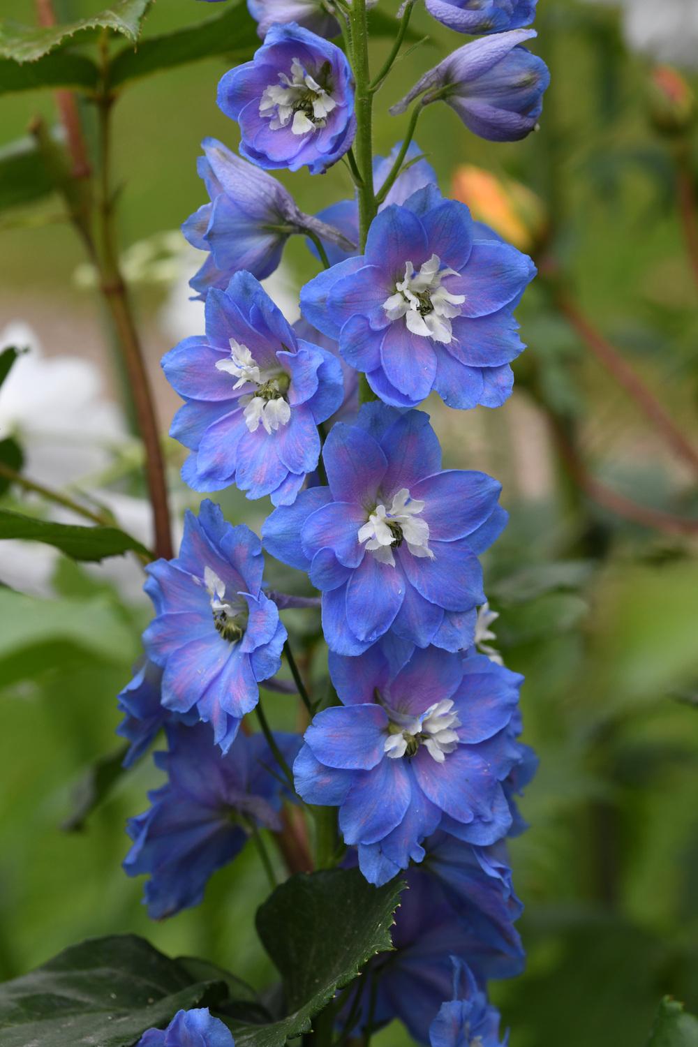Delphiniums Plant Care and Collection of Varieties