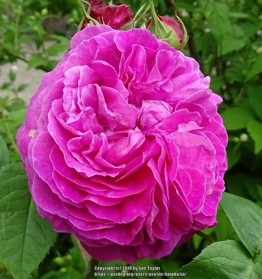 Photo of the bloom of Rose (Rosa 'Ardoisee de Lyon') posted by kniphofia