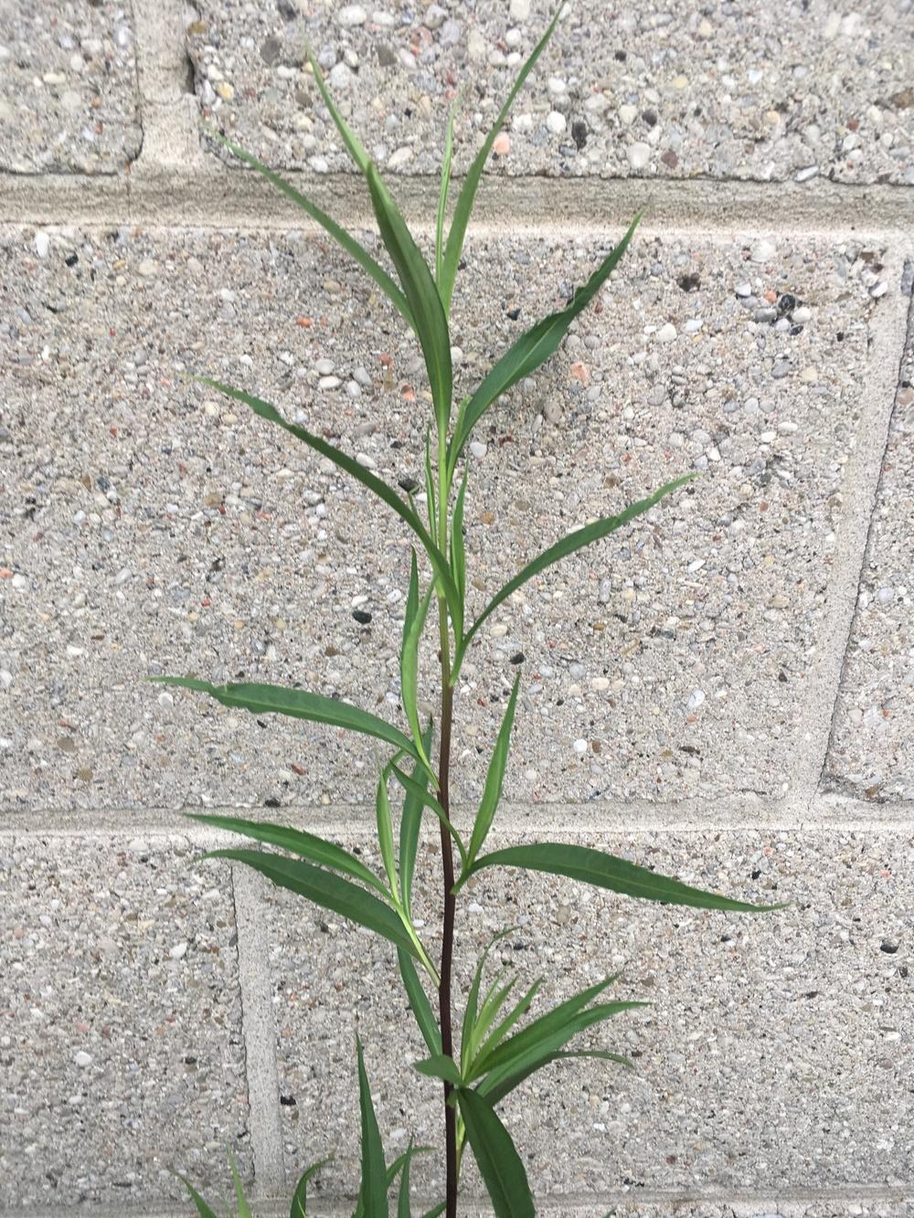 tall weed w dark single stem and slender leaves in the Plant ID forum