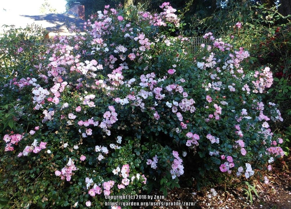 Photo of the entire plant of Rose (Rosa 'Carefree Delight') posted by