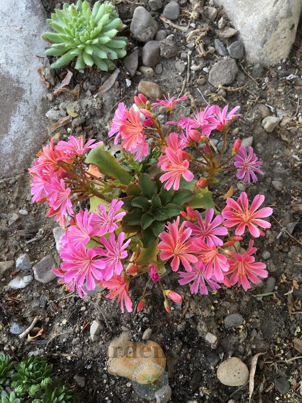 Lewisia (Lewisia cotyledon 'Regenbogen') - Garden.org