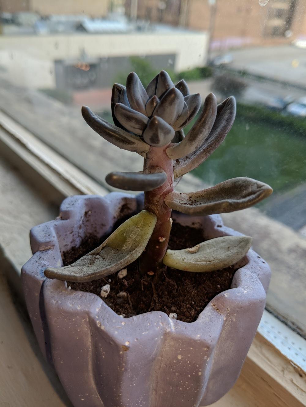 Squishy Succulent in the Plant ID forum