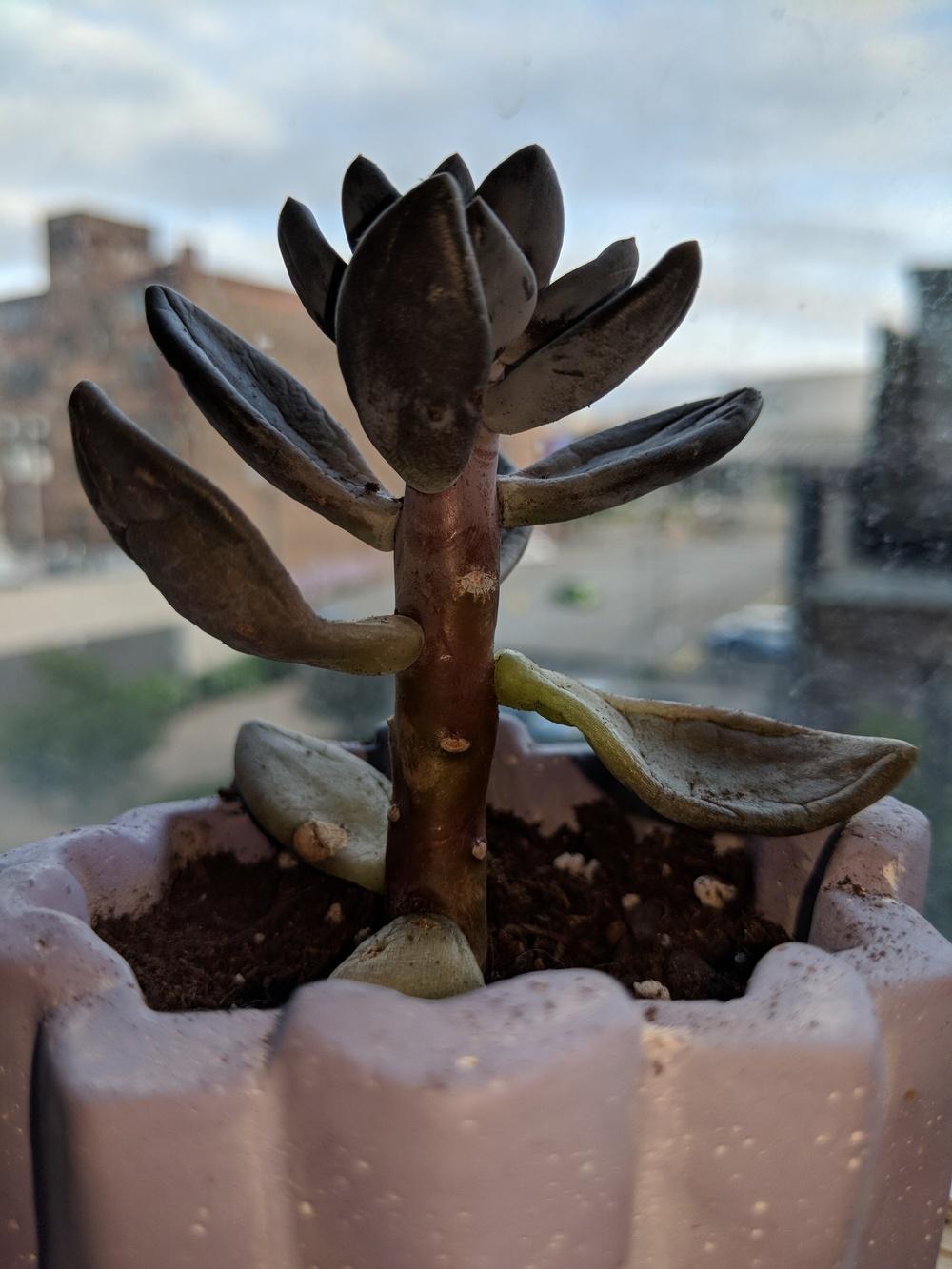 Squishy Succulent in the Plant ID forum