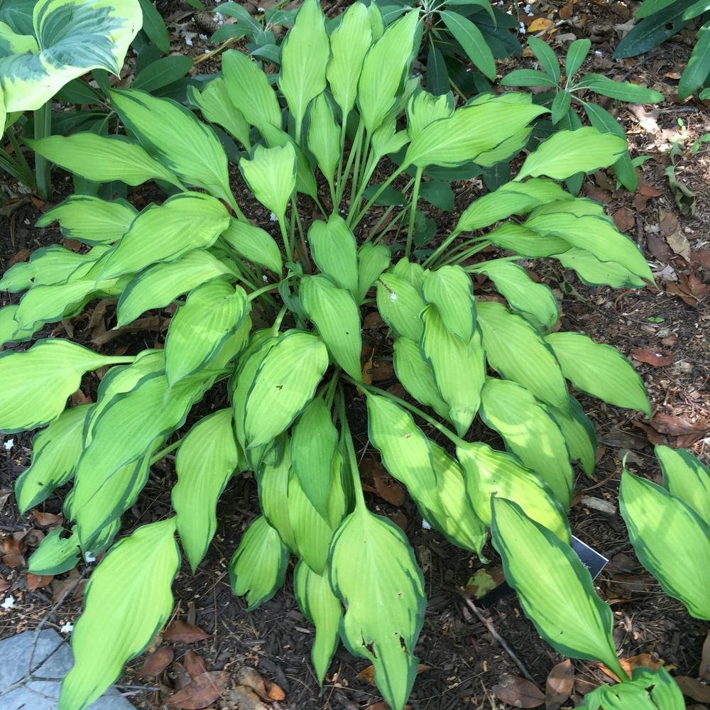 Hosta 'Pineapple Upsidedown Cake' in the Hostas Database