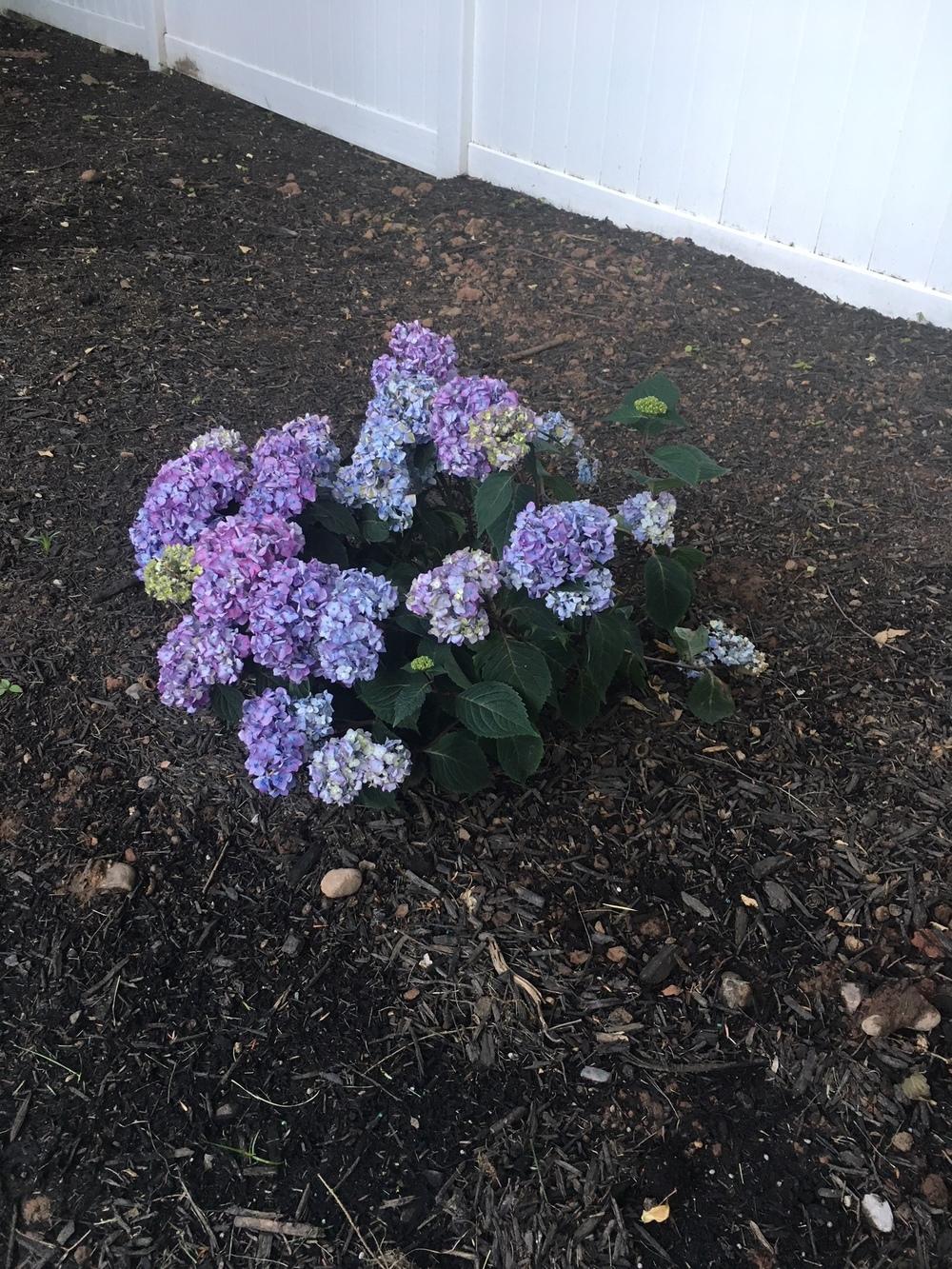 Hydrangeas Forum Newly Planted Hydrangeas Wilting And Drooping Garden Org