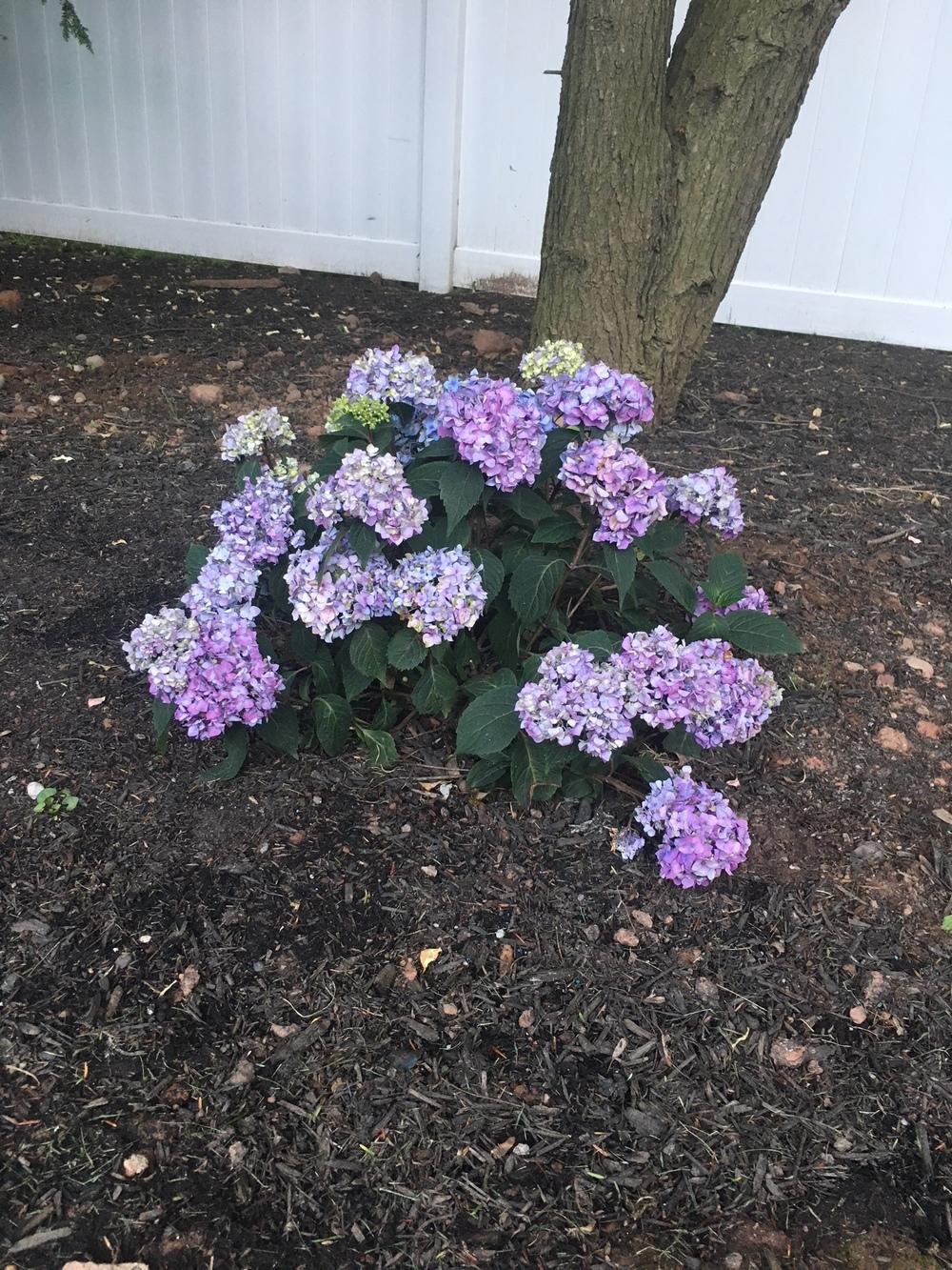 Hydrangeas Forum Newly Planted Hydrangeas Wilting And Drooping Garden Org