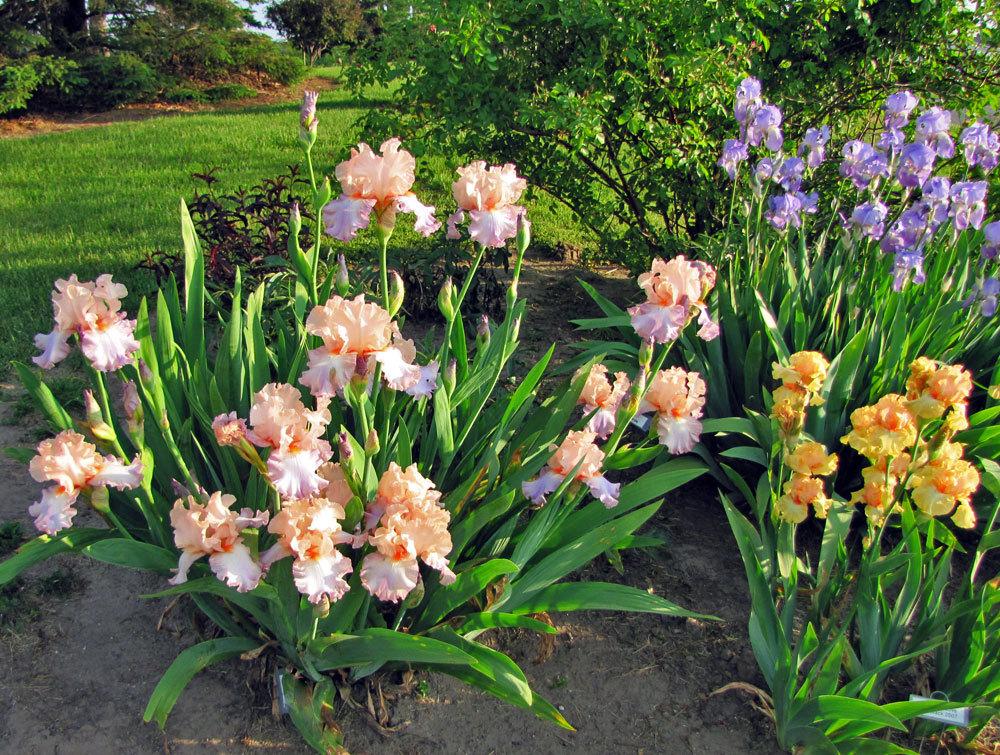 When making new iris beds, how do you arrange them? in the Irises forum