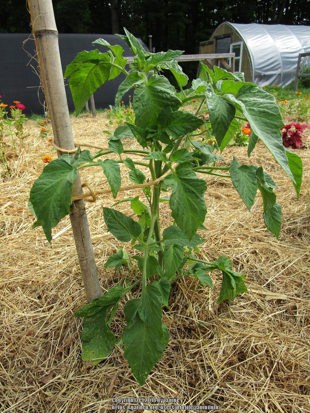 Photo of the entire plant of Tomato (Solanum lycopersicum 'Brandywine