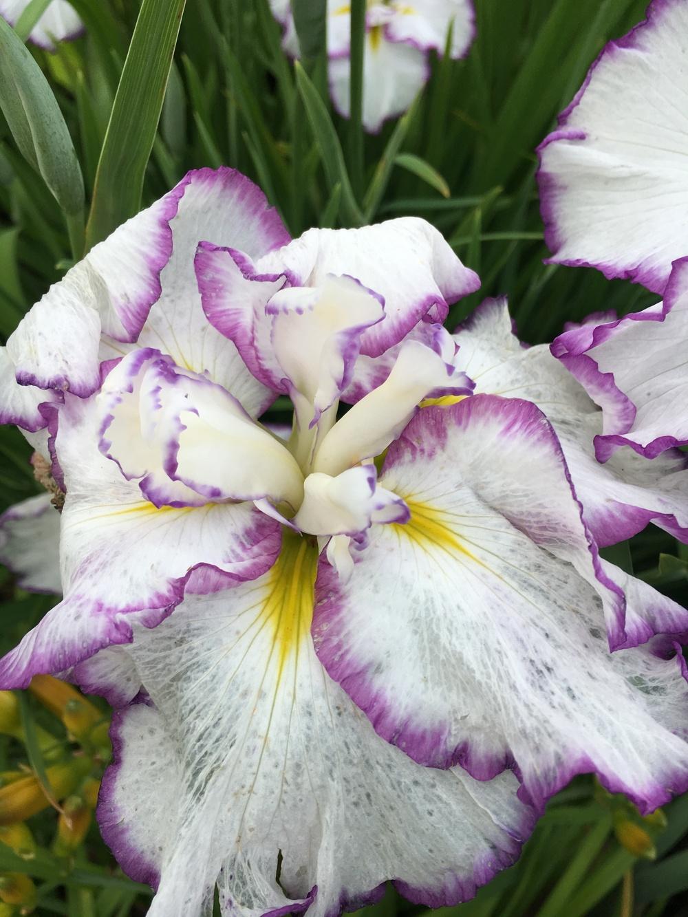 Photo of the bloom of Japanese Iris (Iris ensata 'Freckled Geisha