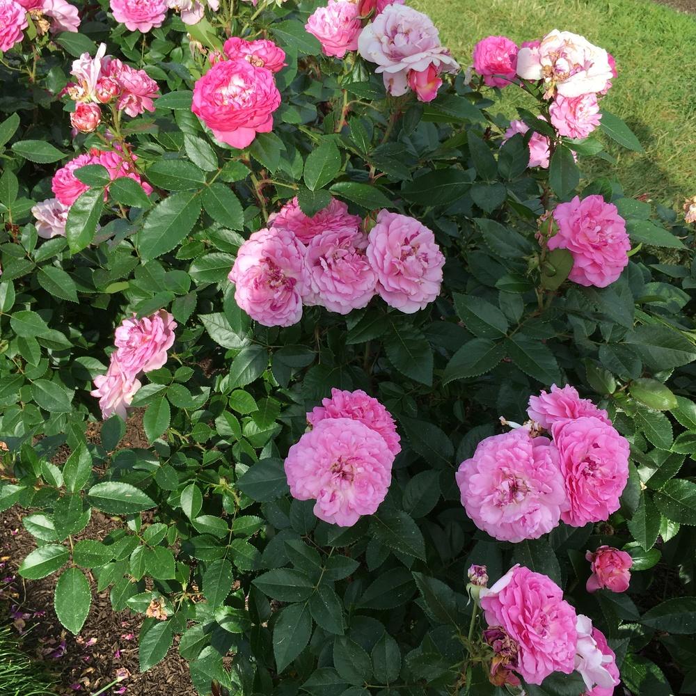 Photo of the entire plant of Rose (Rosa 'Orchid Romance') posted by