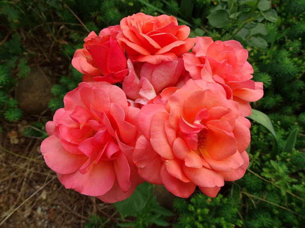 Rose (Rosa 'Beautiful Britain') in the Roses Database