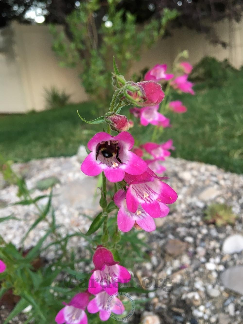 Photo of the bloom of Beardtongue (Penstemon Red Rocks®) posted by ...