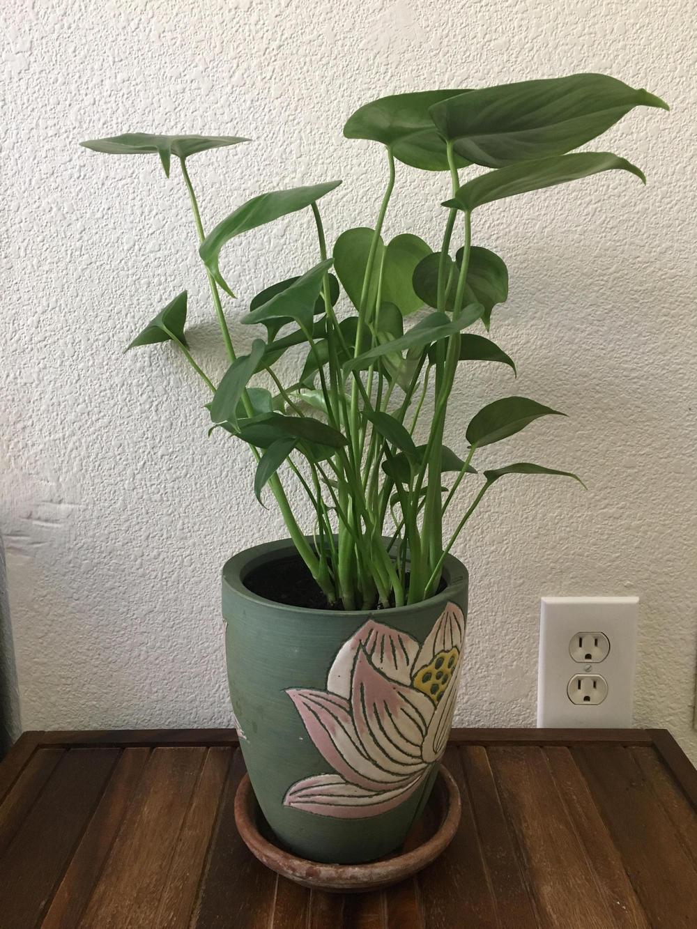 Philodendrons Elephant Ears And Other Aroids Forum Plant Identification Monstera Or No Pics Below Garden Org