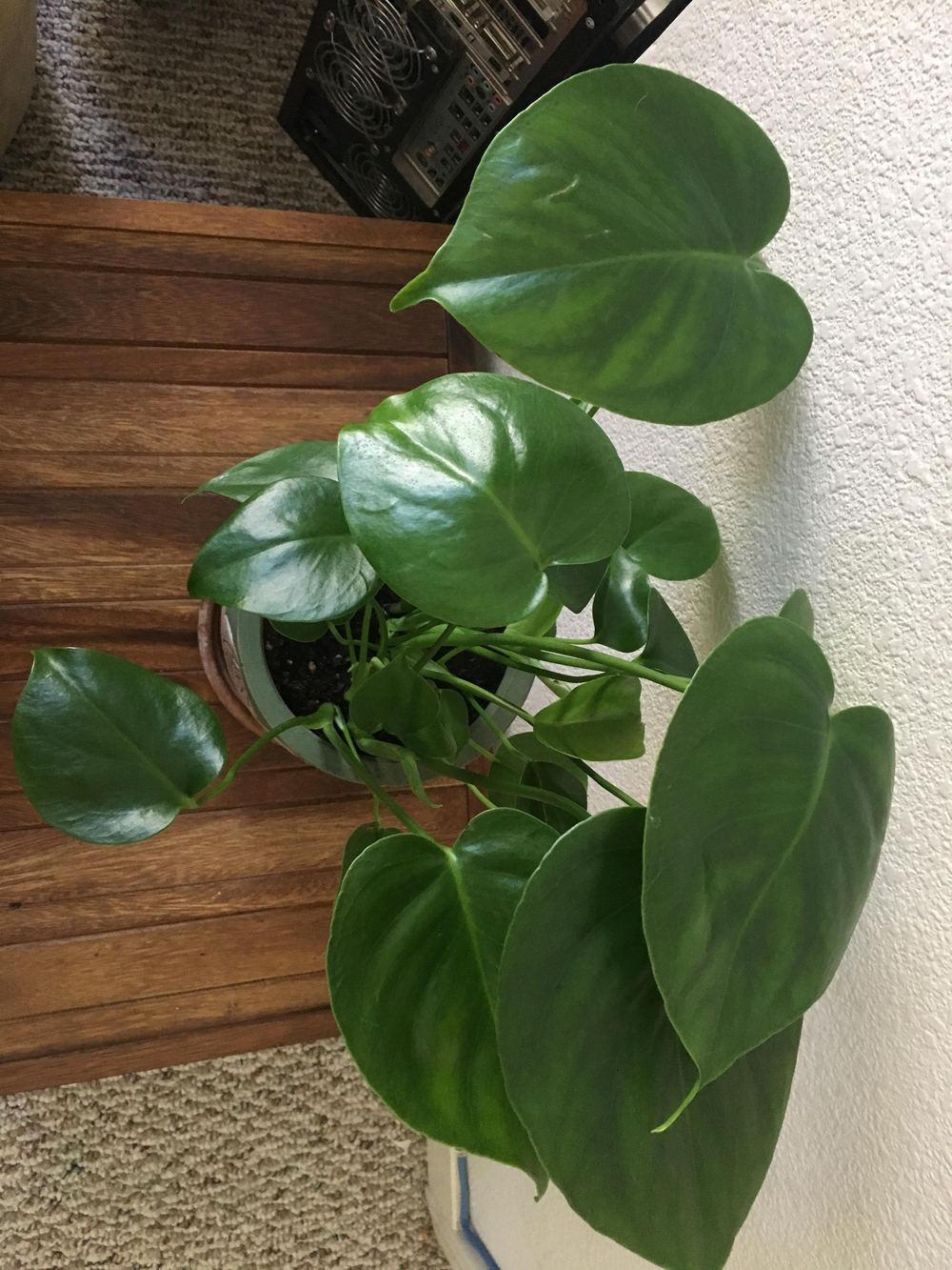 Philodendrons Elephant Ears And Other Aroids Forum Plant Identification Monstera Or No Pics Below Garden Org
