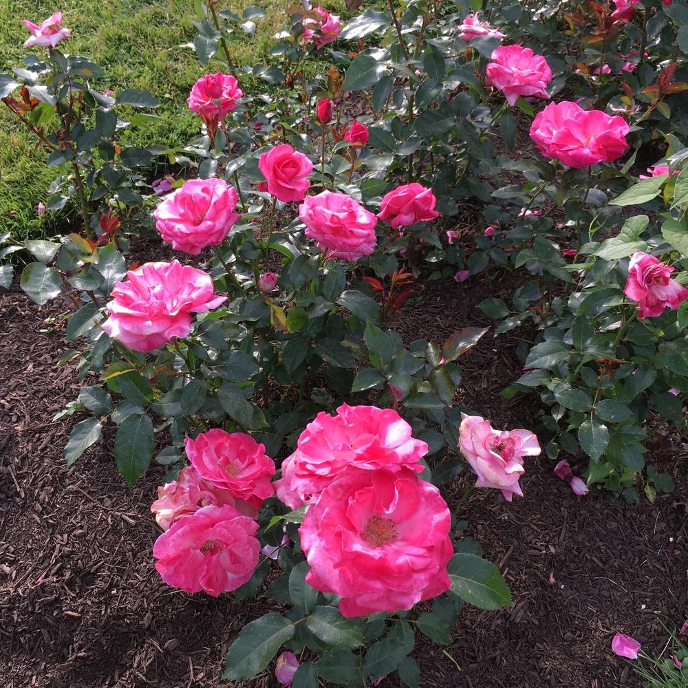 Photo of the entire plant of Rose (Rosa 'Grandma's Blessing') posted by