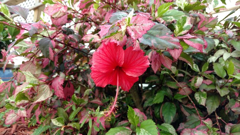 Tropical Hibiscus (Hibiscus rosasinensis 'Rose Flake') in