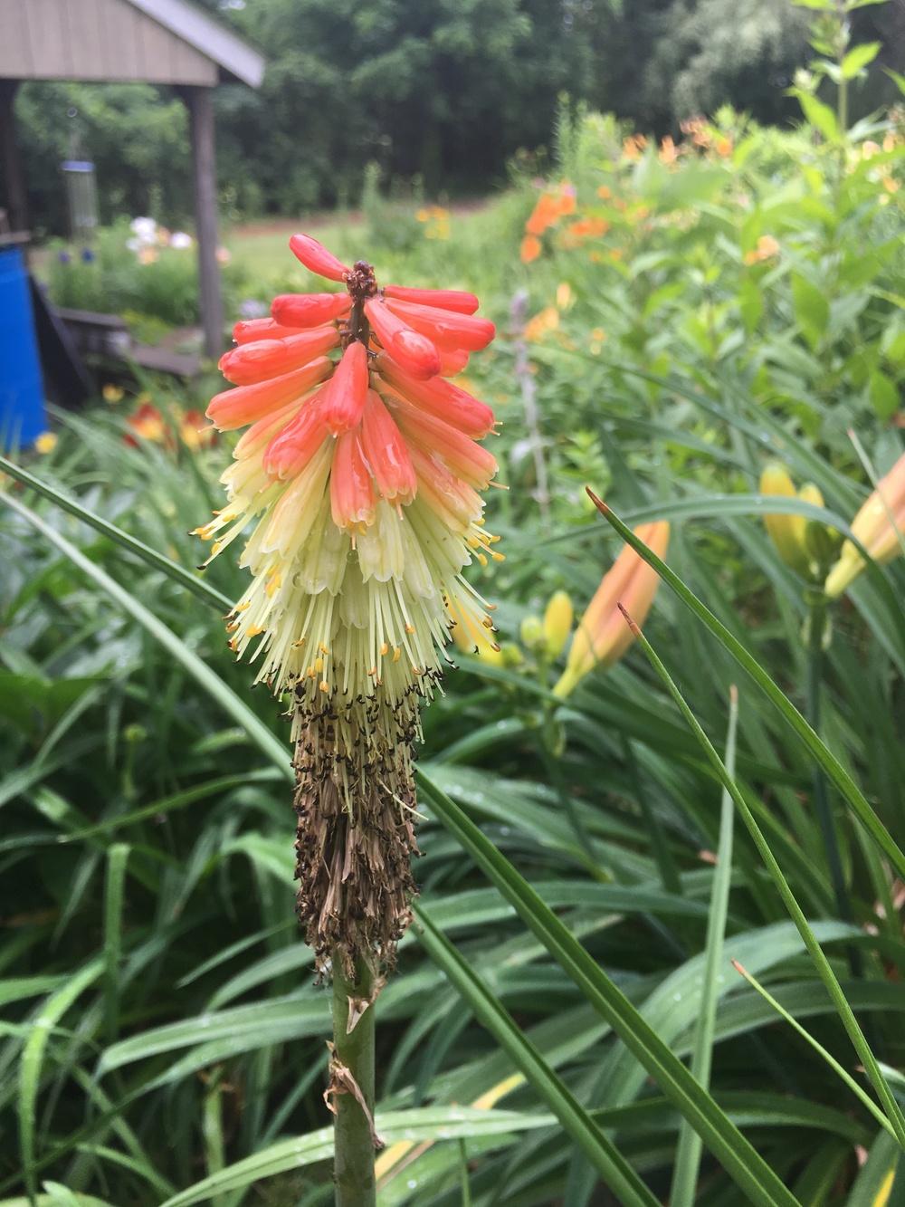 Torch Lilies Plant Care and Collection of Varieties