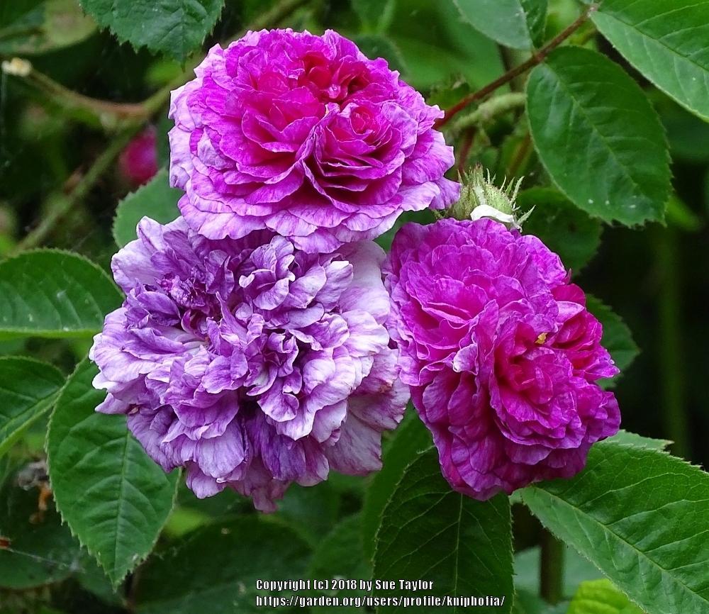 Rose (Rosa 'Russelliana') in the Roses Database - Garden.org