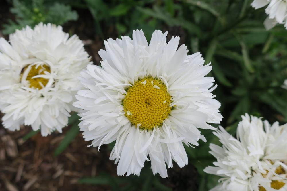 Shasta Daisy (Leucanthemum x superbum Ooh La™ LaSpider) in the Shasta