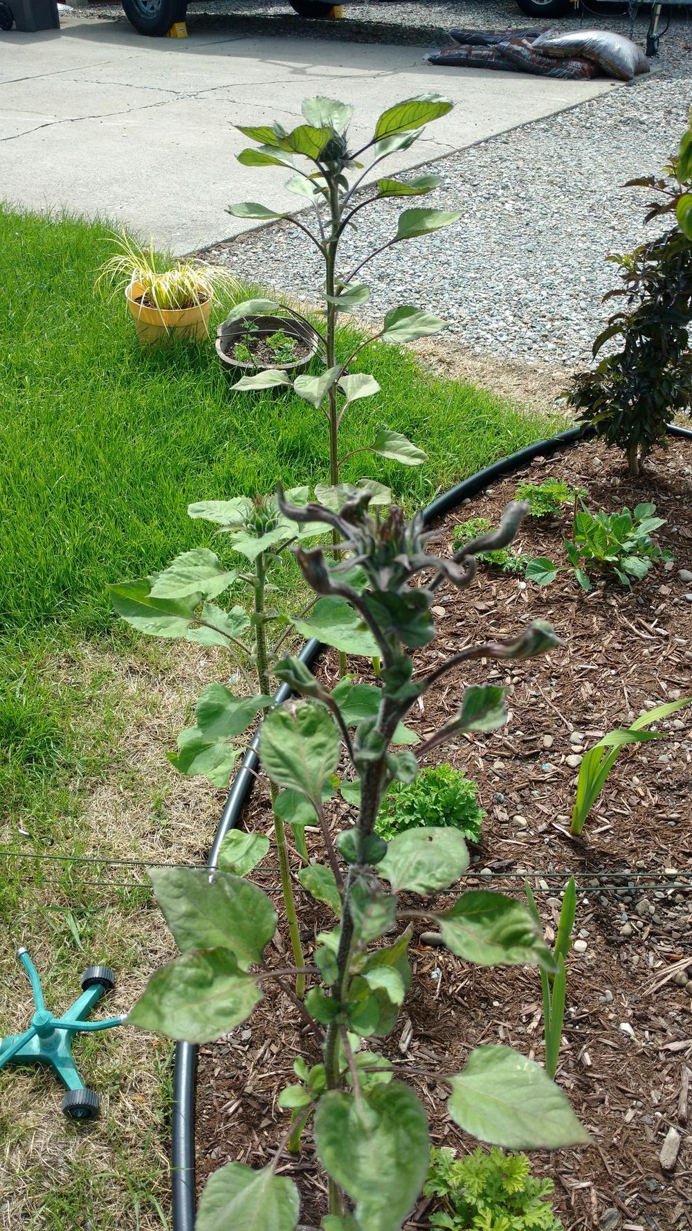 Sunflower leaves thick twisted and curled in the Ask a Question forum