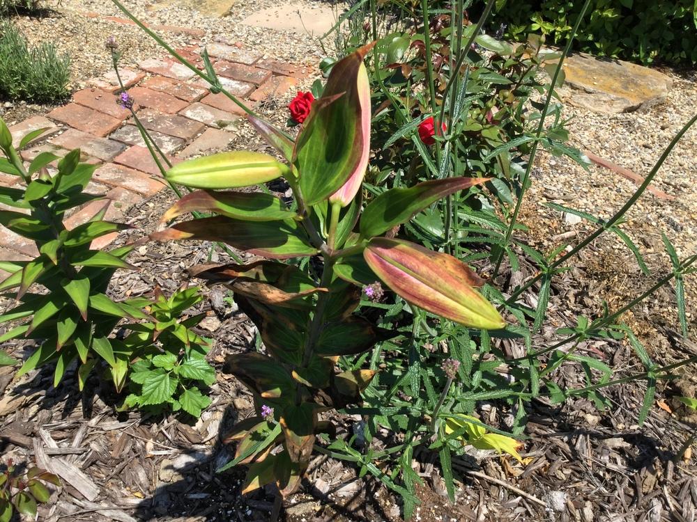 Lilies forum Lily leaves turning brown