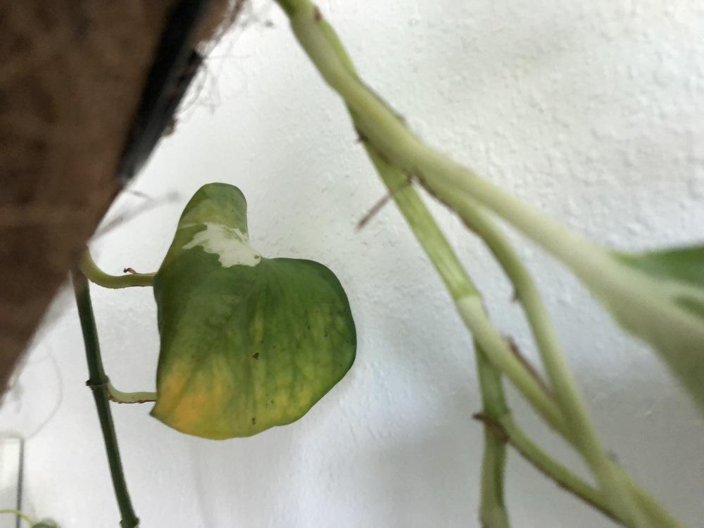 Pothos dying after repotting in the Ask a Question forum
