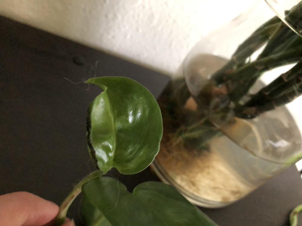 Pothos dying after repotting in the Ask a Question forum