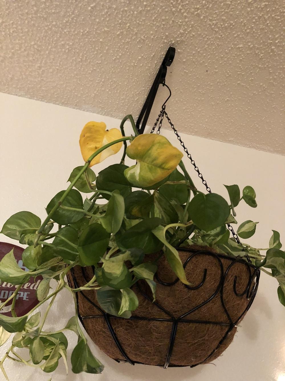 Pothos dying after repotting in the Ask a Question forum