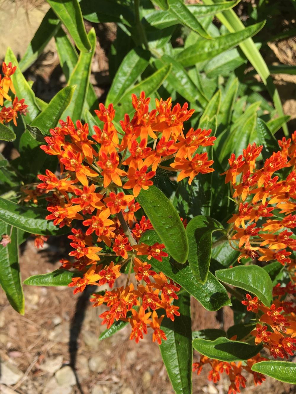Photo of the bloom of Butterfly Weed (Asclepias tuberosa 'Gay