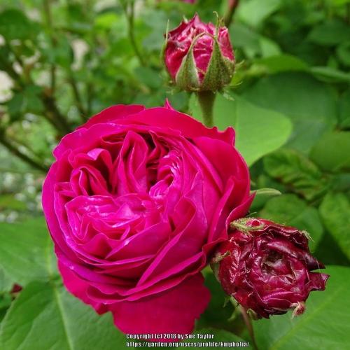 Rose (Rosa 'Ardoisee de Lyon') in the Roses Database