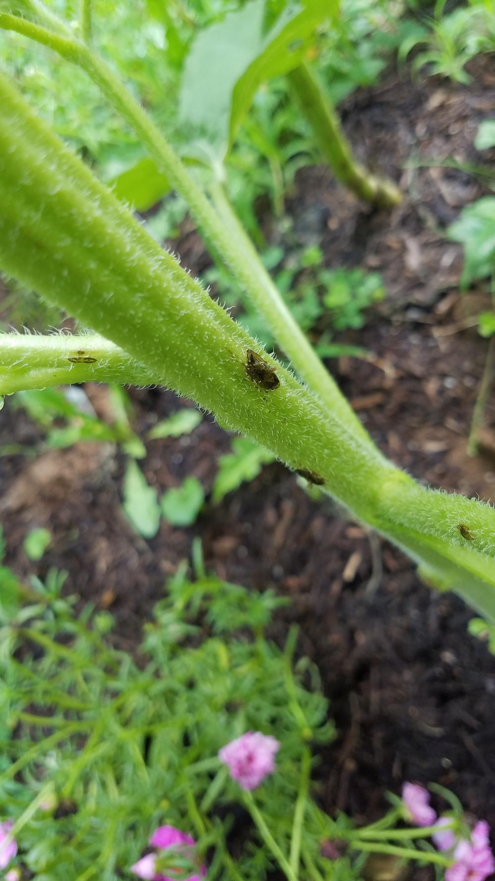 What's eating my sunflowers?? in the Ask a Question forum