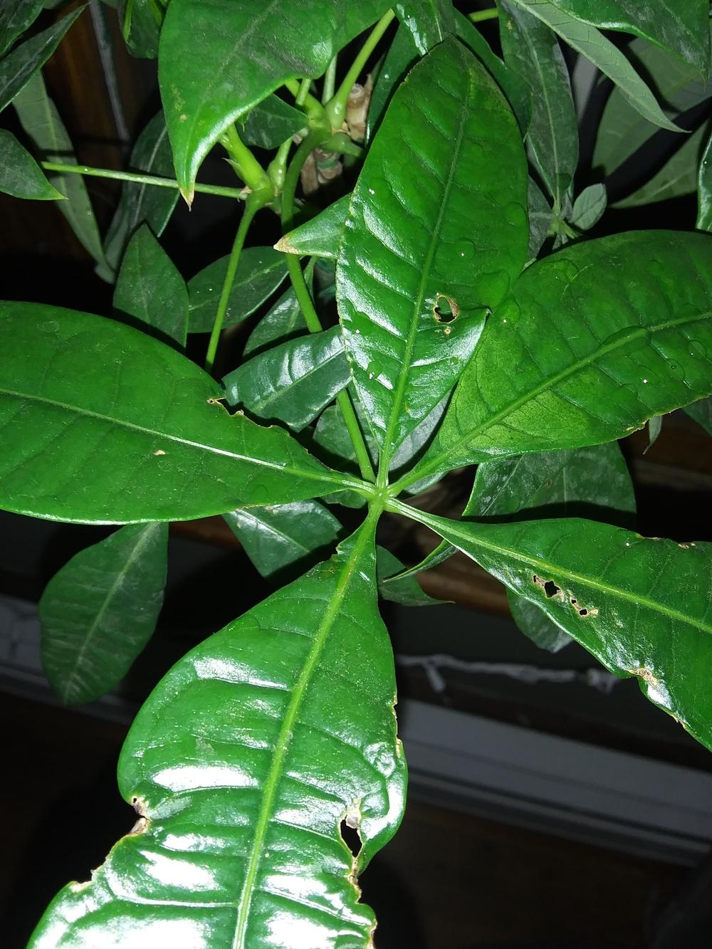 Holes in the leaves of my money tree? in the Houseplants forum
