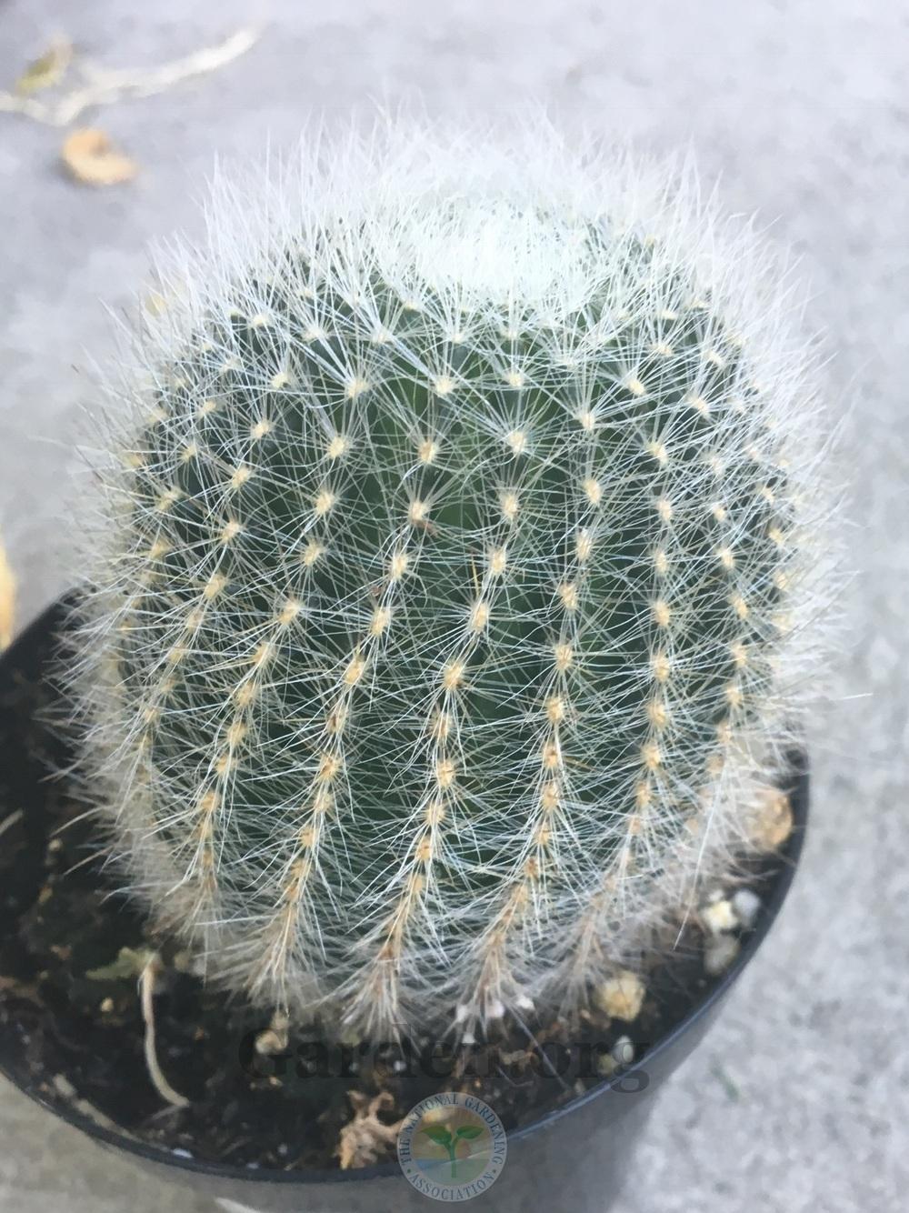 Golden Easter Lily Cactus (Echinopsis aurea)