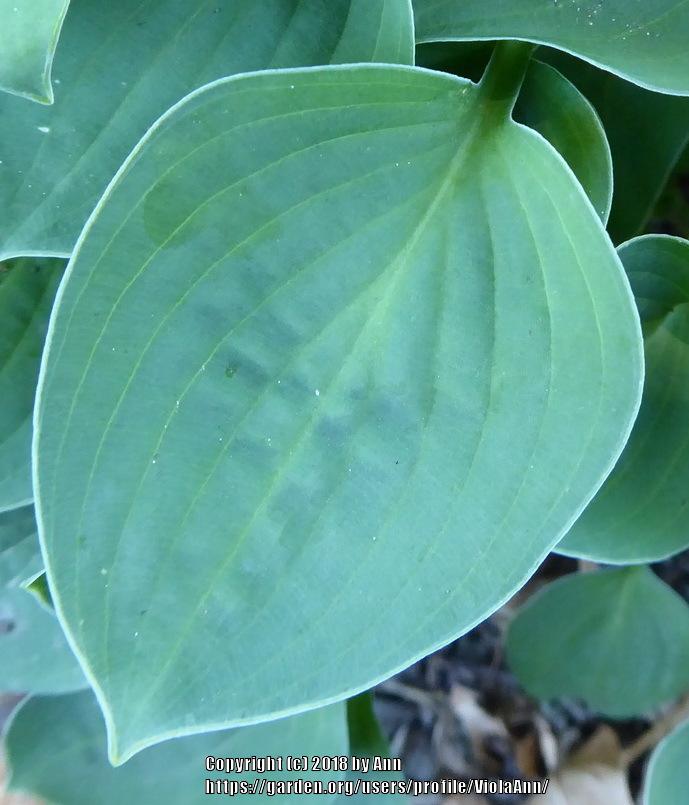 Photo of the leaves of Hosta 'Baby Bunting' posted by ViolaAnn
