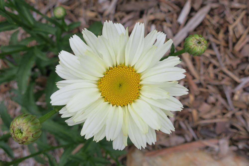 Shasta Daisy (Leucanthemum x superbum 'Cream Puff') in the Shasta