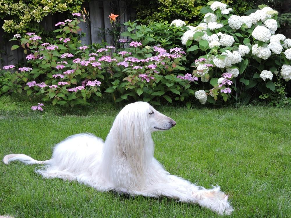 shrubs that attract goldfinch in the Ask a Question forum - Garden.org