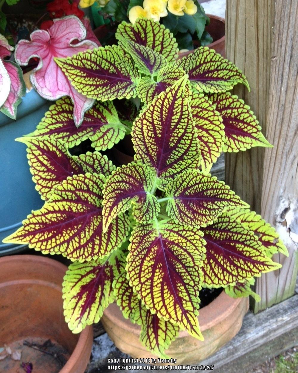 Coleus Plant Care and Collection of