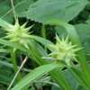 wild along river bank