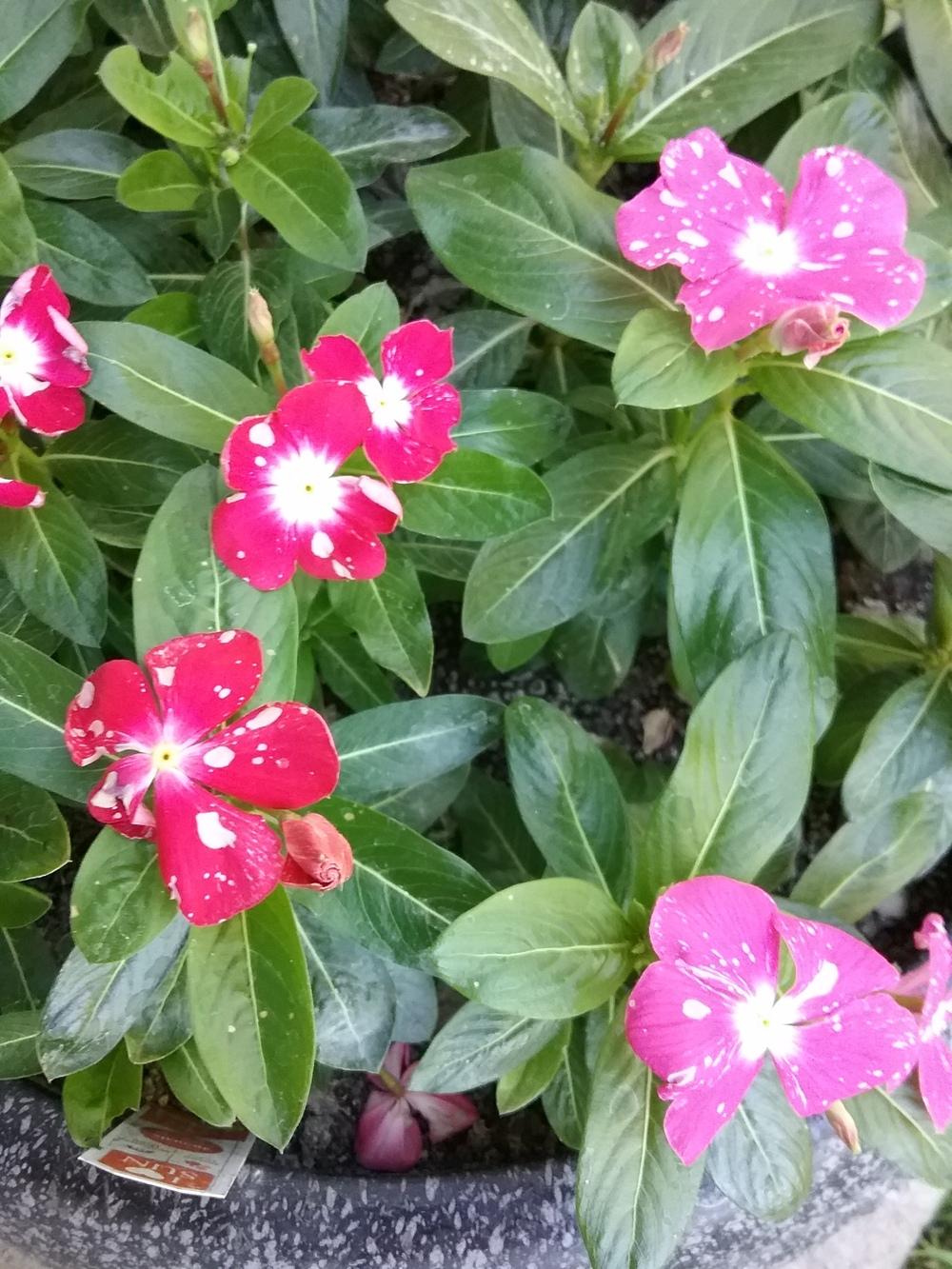 White spots on impatiens and petunias in the Ask a Question forum