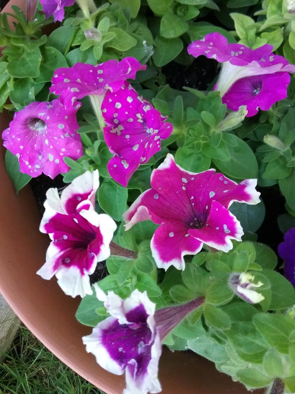 White spots on impatiens and petunias in the Ask a Question forum