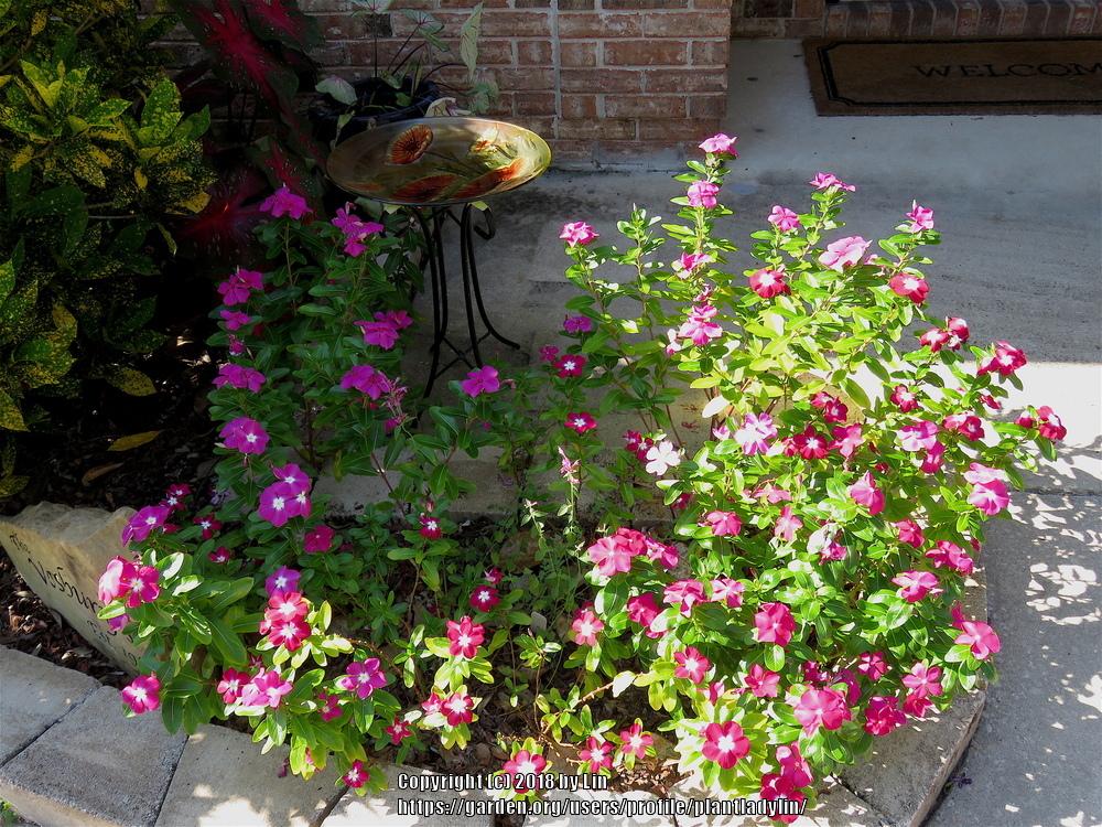 White spots on impatiens and petunias in the Ask a Question forum