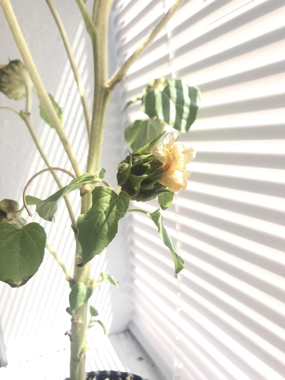 My sunflower leaves have brown spots and tip burn in the Ask a Question