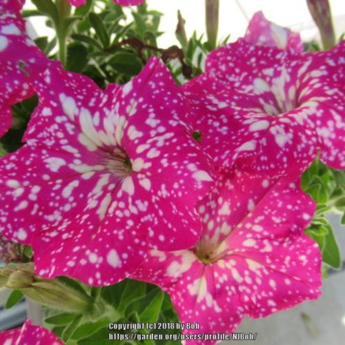 Petunia Headliner™ Pink Sky in the Petunias Database - Garden.org