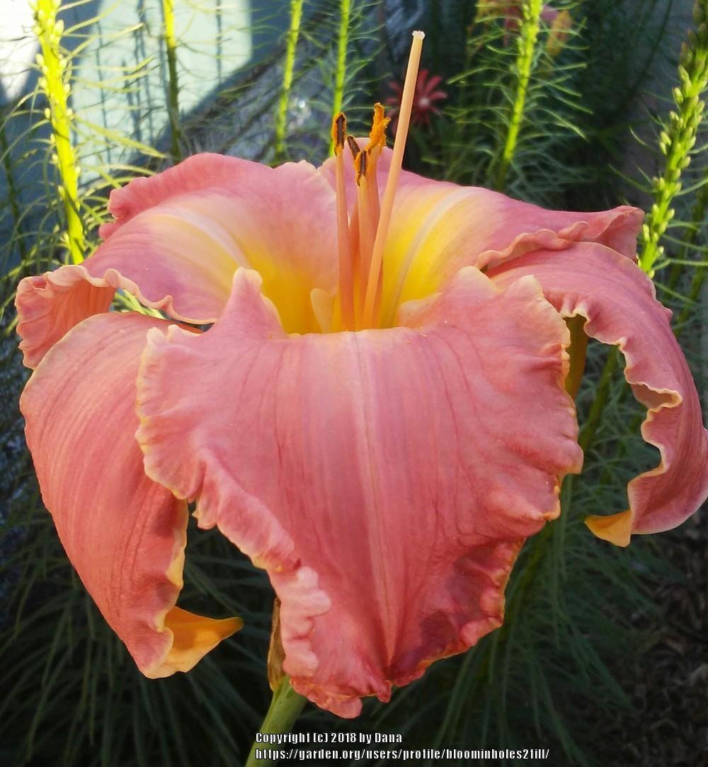 Daylily (Hemerocallis 'Asheville Social Butterfly') in the Daylilies