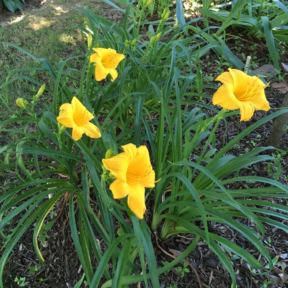 Photo of the entire plant of Daylily (Hemerocallis ‘Golden Prize