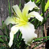 Location: My garden, Cottage-in-the-Meadow Gardens in South Amana, IADate: 2018-07-08